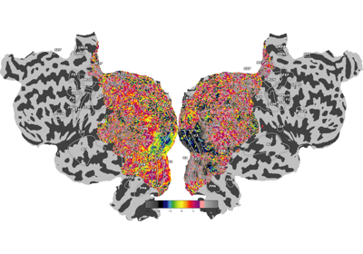 Plot Example Retinotopy Flatmaps