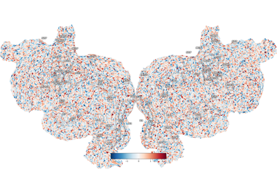 Plot sulci on the flatmap